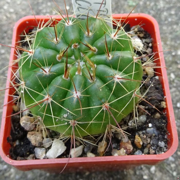 Notocactus ottonis vencluianus 25kč.jpg